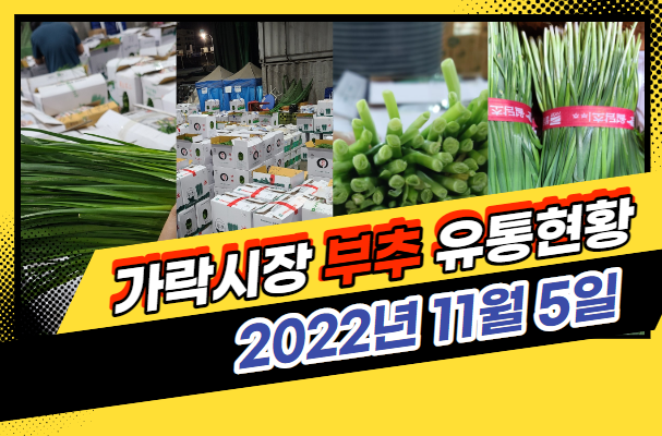  [경매사 일일보고] 11월 5일자 가락시장 "부추" 경매동향을 살펴보겠습니다!