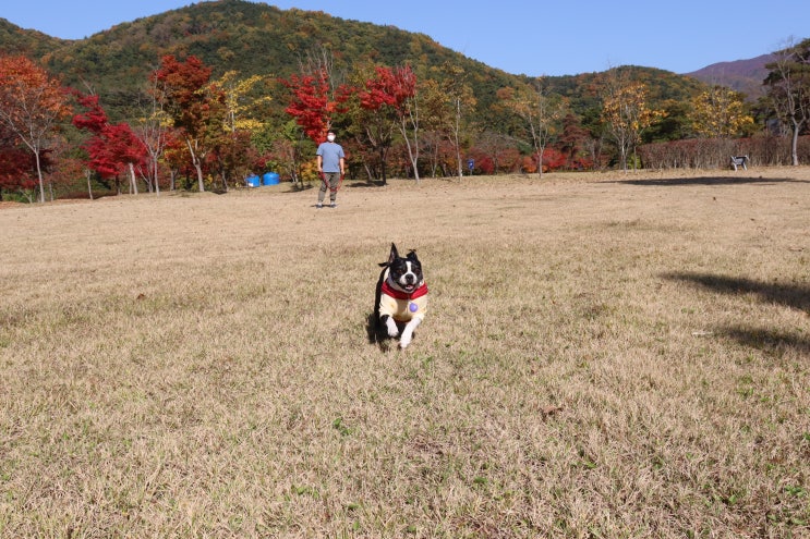  강아지도 감정을 느낄 수 있을까요? 표정 행동 주목!
