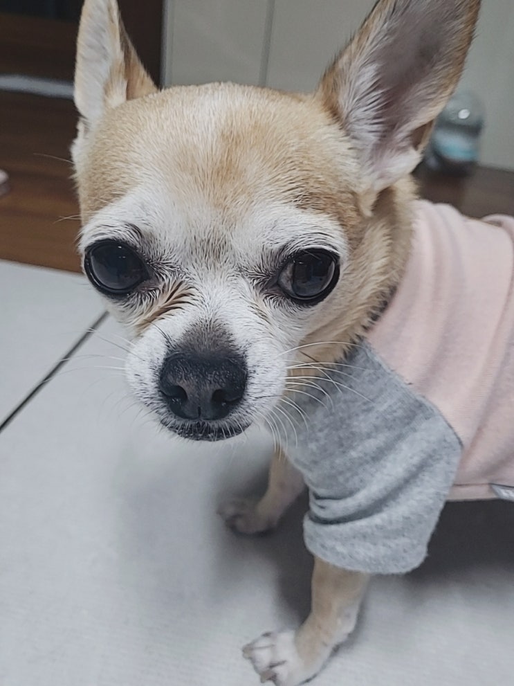  2022.11.04 캐비는 늠름해, 삼겹살을 맛있어.
