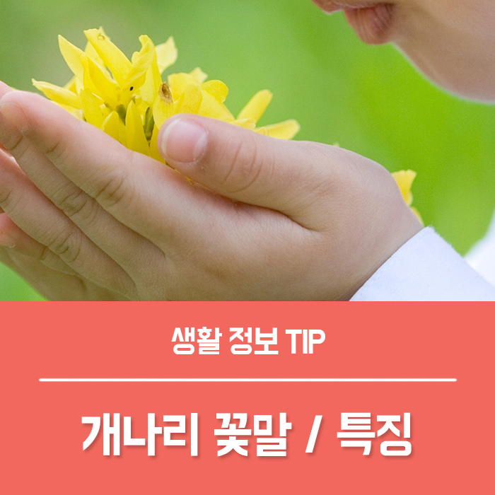  개나리 꽃말, 개나리 특징 말해드릴게요