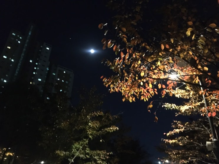  30분 달리기 향상 1주차 -1