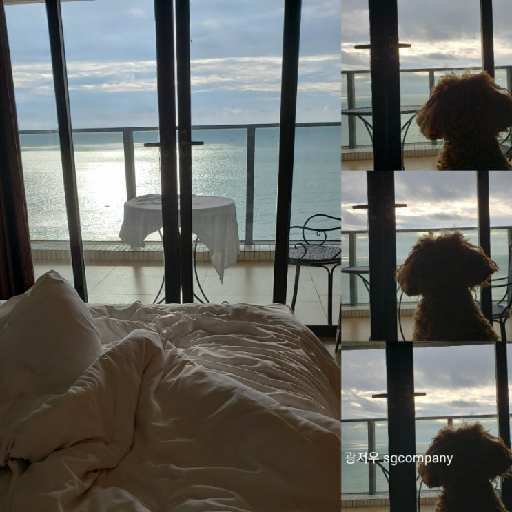  광저우 근교 해릉도 여행중 (애견동반)