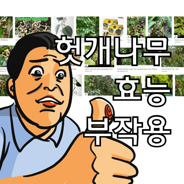  헛개나무 효능 8가지와 부작용, 술 먹고 헛개를 먹으면 헛것이 된다는 이야기는 사실일까?