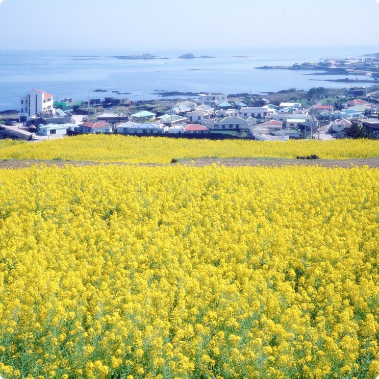  제주도 가족여행 준비에 바쁜 하루
