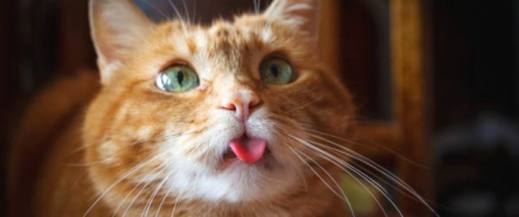 고양이 혓바닥이 입 밖으로 튀어나온 경우는 무엇일까요?