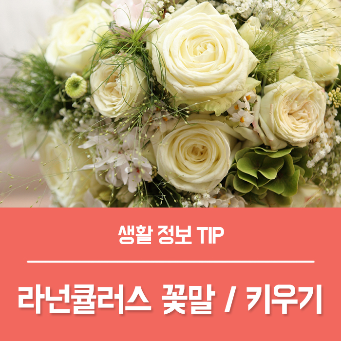 라넌큘러스 꽃말 라넌큘러스 키우기, 궁금하지 않나요?