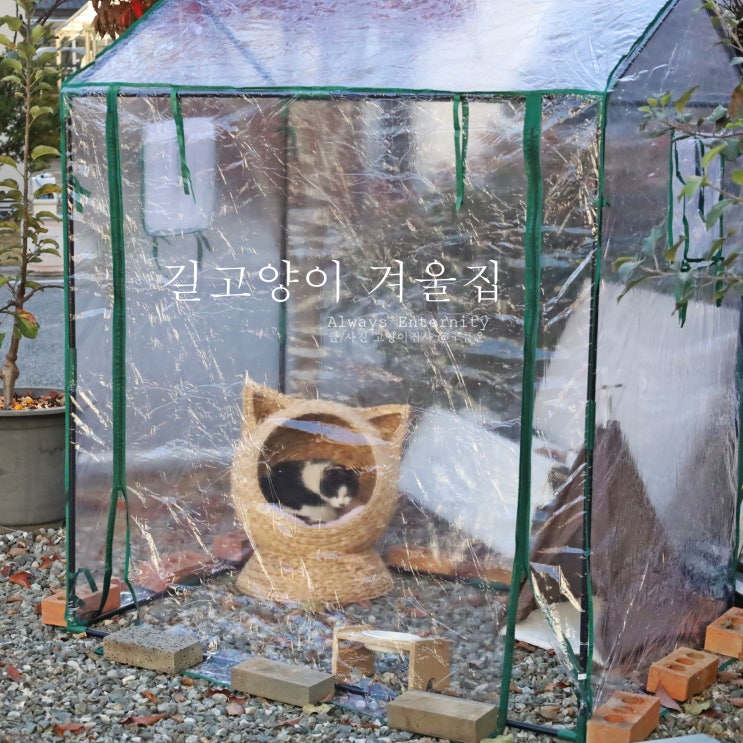  길고양이 겨울집, 비닐하우스 급식소 재정비하기!