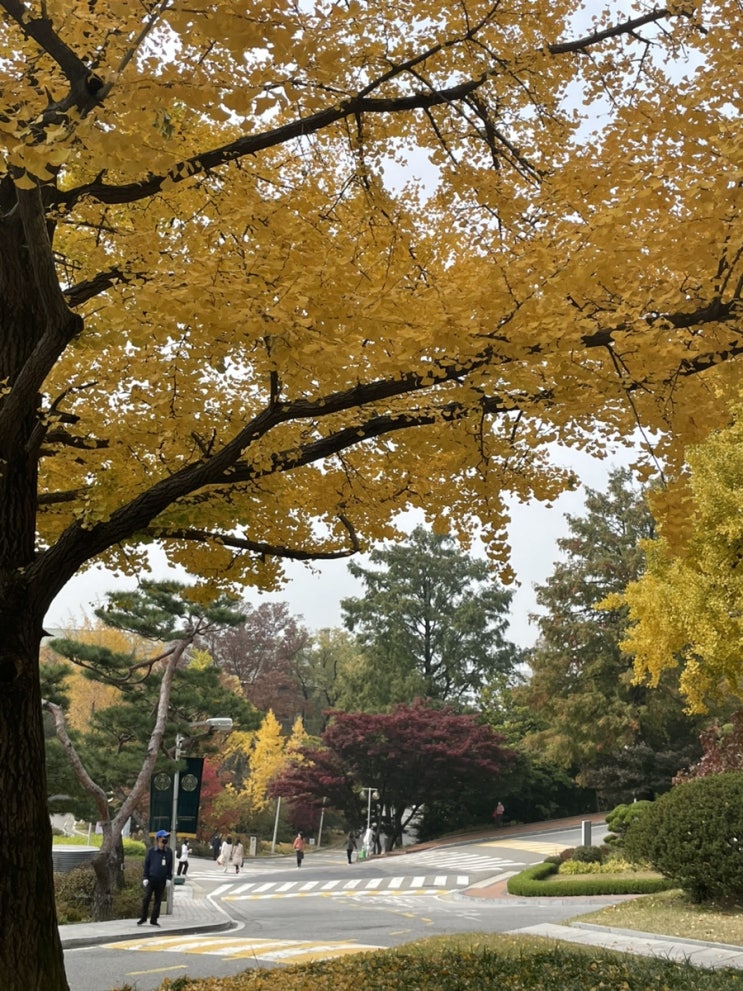  주간일기:이화가을캠퍼스,진녹색 휘장,스쿼시,멕시칸 타코,빨미까레,생고기,따끈따끈 간식꾸라미,막창모듬구이,볼링