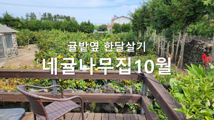 제주 한달살이 독채 촌집 - 네귤나무집 외부 (10월)