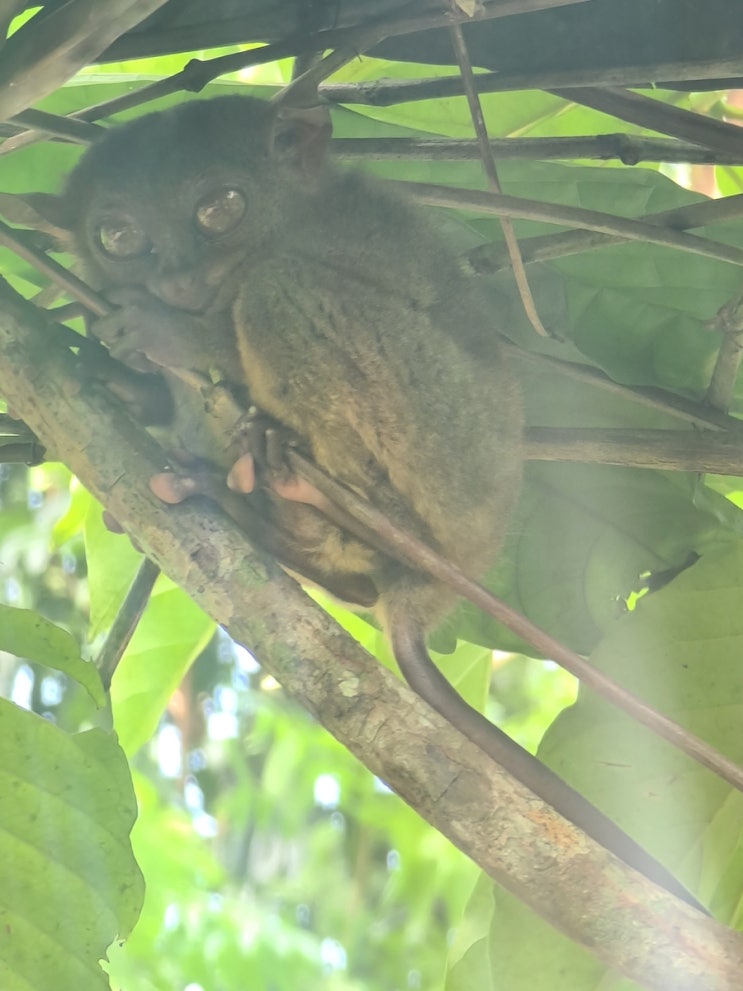  보홀 3박4일 여행:2일차 안경원숭이 타르시어 Tarsier 보호구역 점심 뷔페