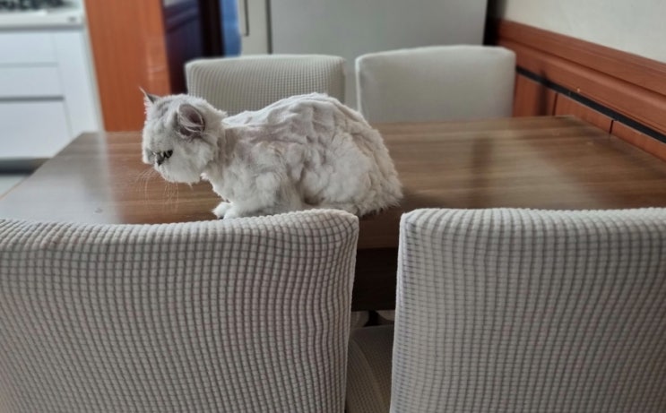  고양이 스크래쳐가 된 식탁 의자 등받이 커버 셀프 교체했어요(내돈내산)