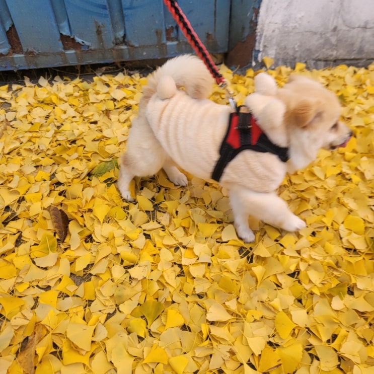  귀염둥이 빠숑이와 함께 가을 산책