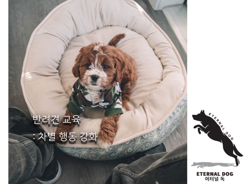 이터널 독 반려견 행동교정