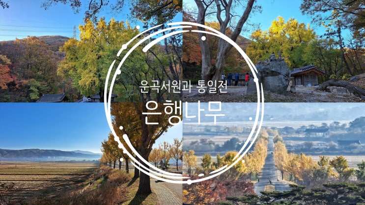  경주 운곡서원과 통일전 은행나무 실황