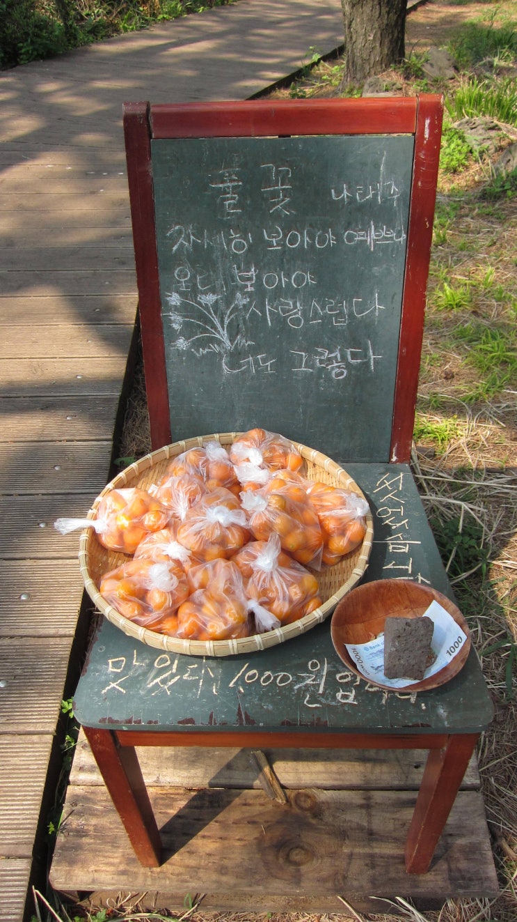  8월의 한 여름, 혼자 떠난 제주도 올레길 6코스 (대장금 촬영지,외돌개)