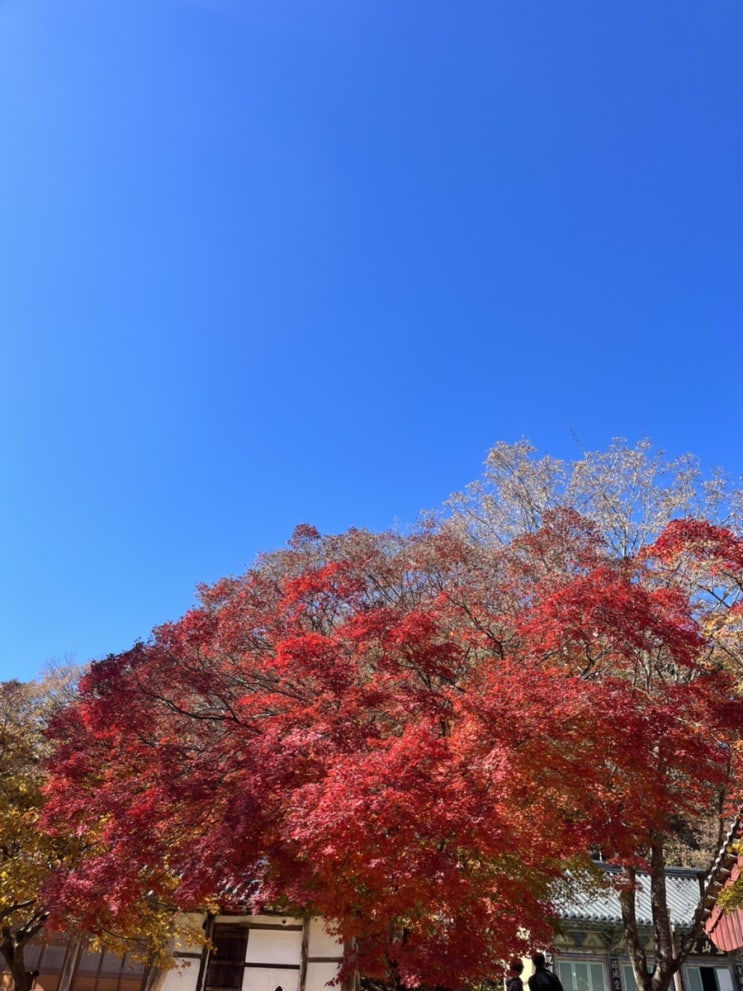 공주 / 마곡사 단풍놀이