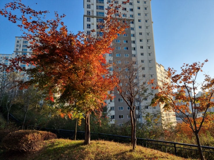 김포 풍무동 산책하기 좋은곳! 풀무골 공원에서 조용한 아침산책