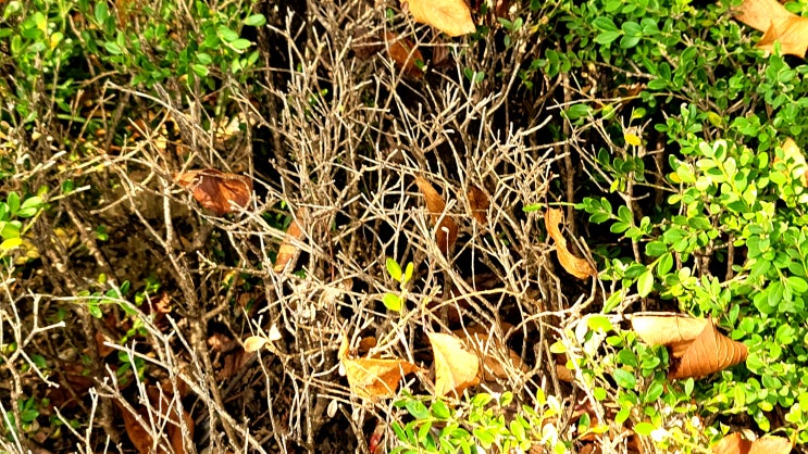 <b>이임재</b> 전 <b>용산경찰서장</b> 이태원 핼러윈 참사 당시 미스터리