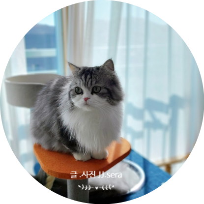 TTOC 미니캣타워 - 먼치킨과 스코티시폴드 관절보호를 위한 고양이캣타워 추천