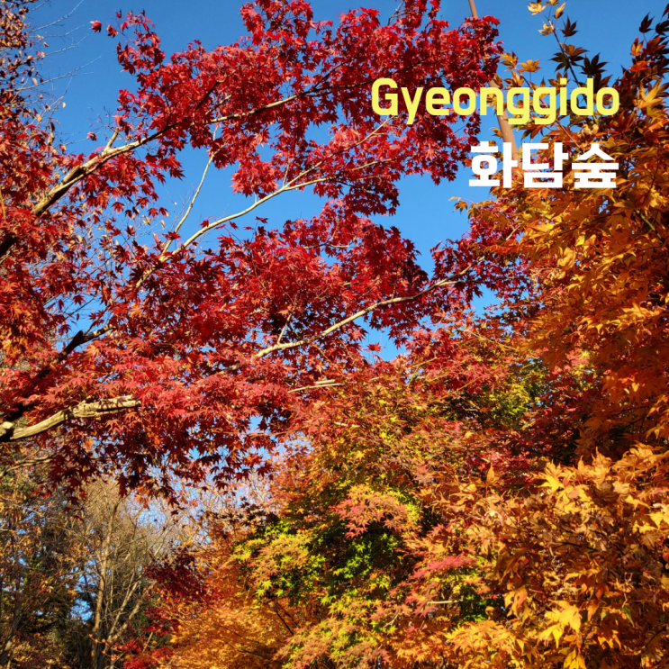  [경기도 광주] 화담숲  단풍 상태, 자작나무, 핑크뮬리, 2시간은 부족해..예약시간대 추천