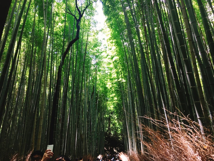 교토 여행 추천 관광지 대나무숲이 아름다운 아라시야마 가는길 아라시야마 맛집 오츠카(おおつか)/ 오사카에서 교토 가는법