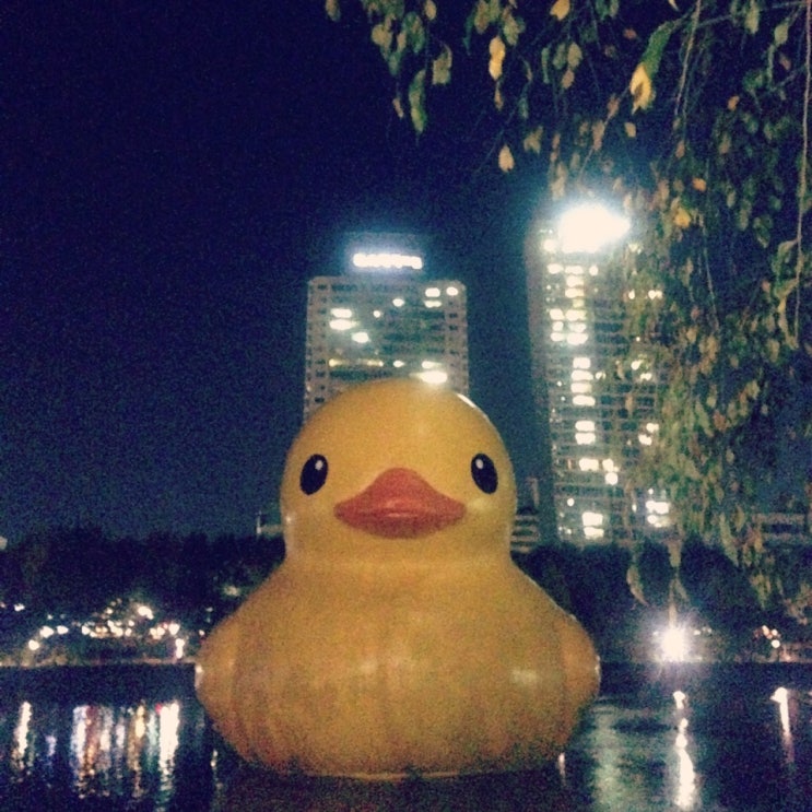  8년 만에 다시 온 러버덕(Rubber Duck) 안녕~!