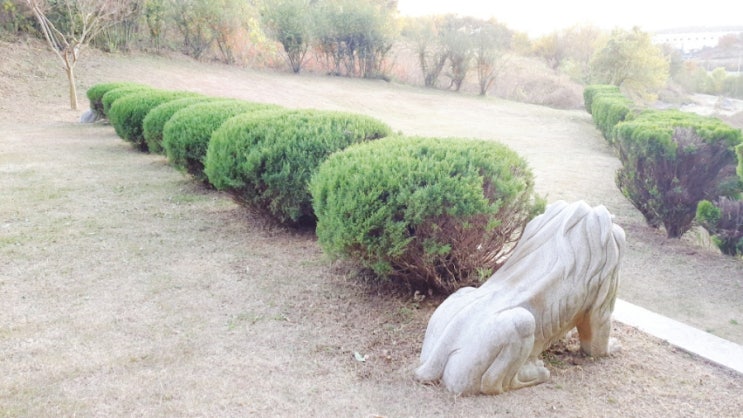  [창녕군 산소관리] 향나무 다듬어 주시고 측백나무는 각지게 다듬어주세요