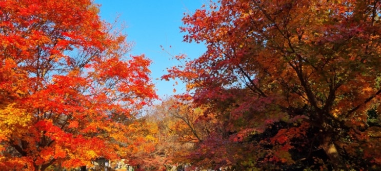  단풍로드는 단연 내장사 이번주가 최절정(11/6일 방문기)+주차팁