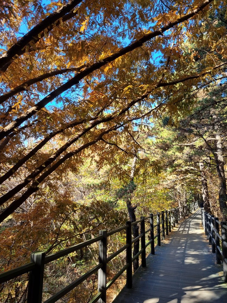  안산자락길 가을산책 (독립문에서 서대문구청)