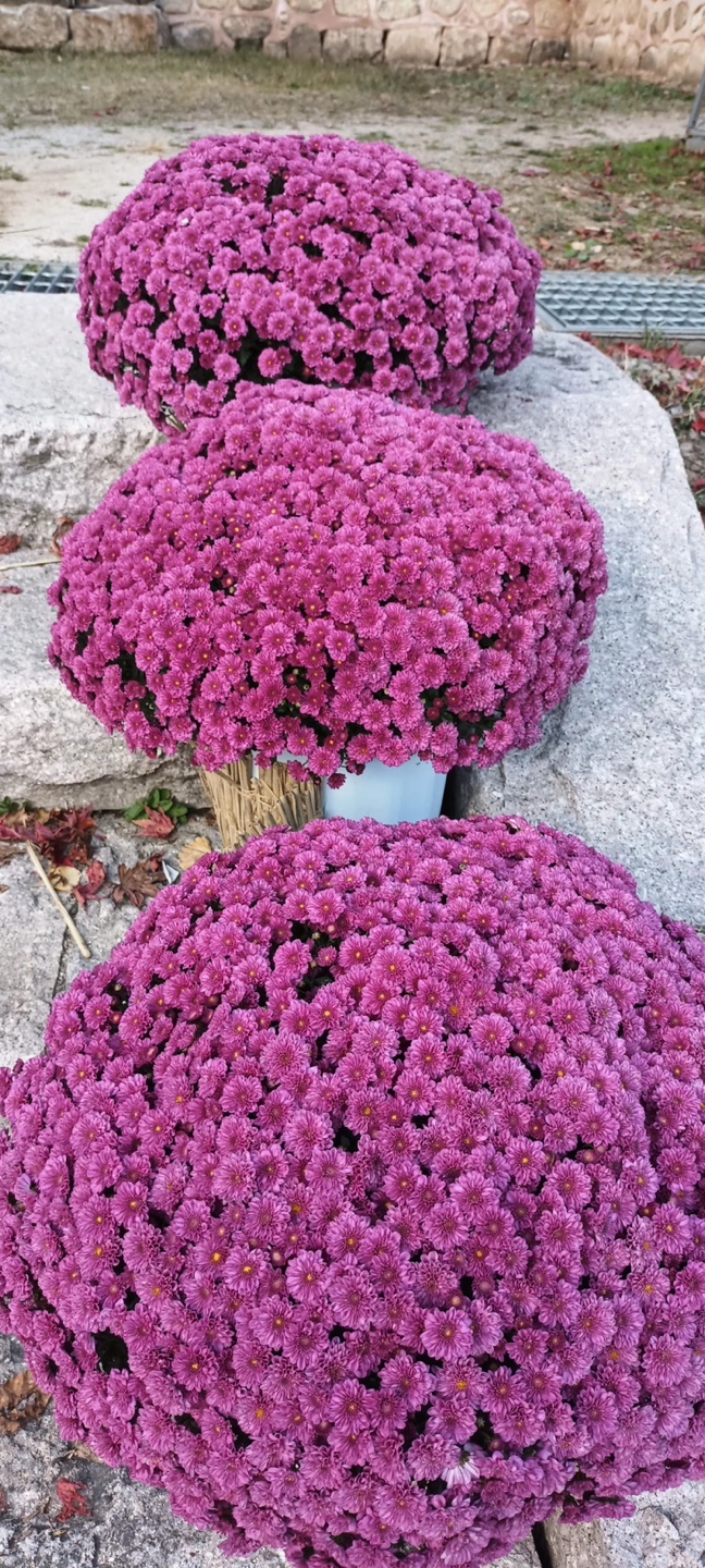  연곡사