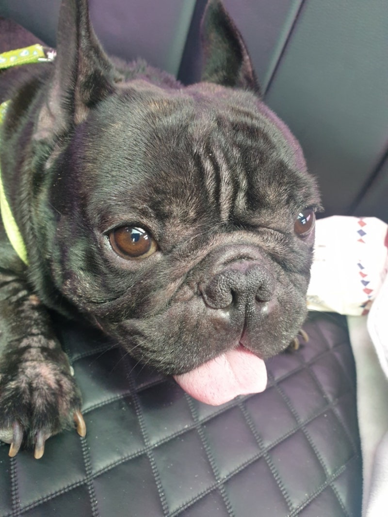 불독 종류, 성격, 털빠짐 프렌치불독 탄이의 행복한 견생 : 네이버 블로그, image size:800x1067