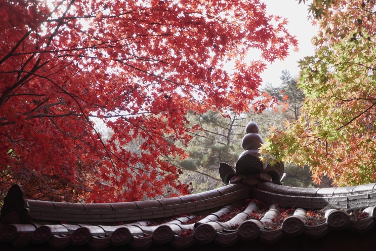 주간일기 11월 1주차, 소요산 등산 가을 단풍 즐기기