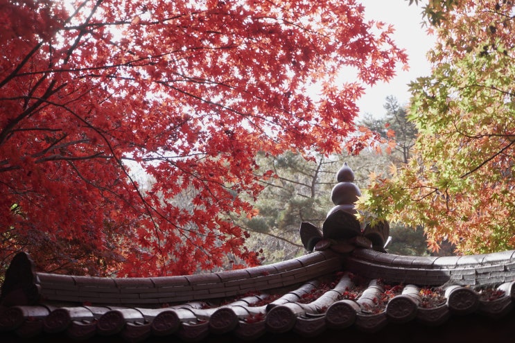  주간일기 11월 1주차, 소요산 등산 가을 단풍 즐기기
