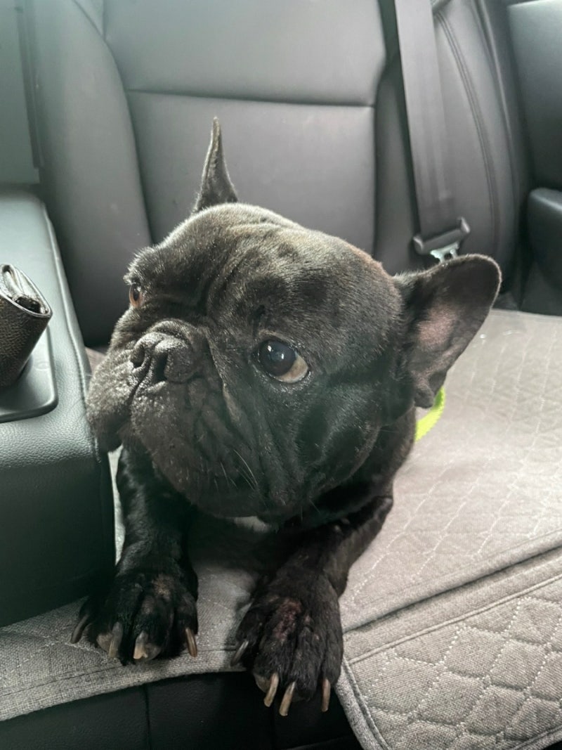 불독 종류, 성격, 털빠짐 프렌치불독 탄이의 행복한 견생 : 네이버 블로그, image size:800x1067