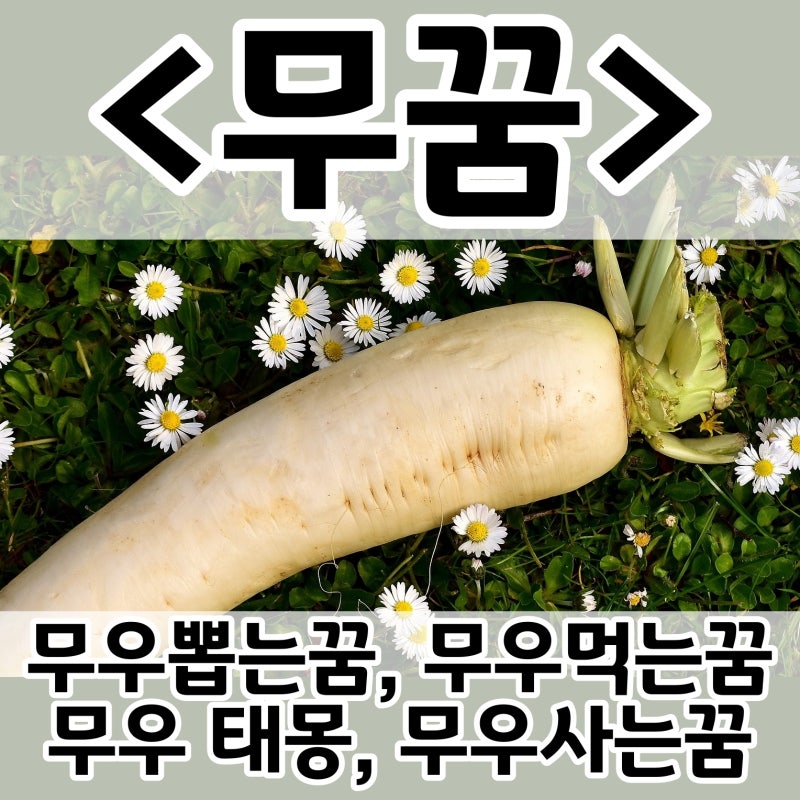 [쉬운 꿈해몽] 무우꿈, 무꿈 :: 무우뽑는꿈, 무우먹는꿈, 무우 태몽, 무사는꿈