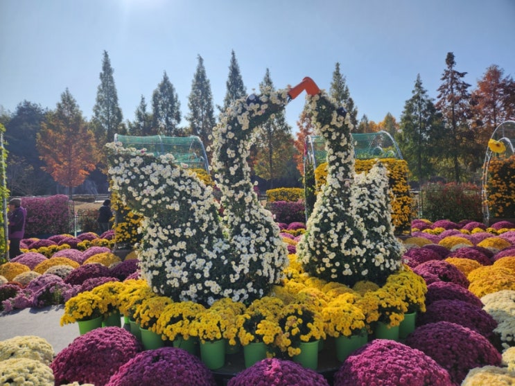  제 19회 익산 천만송이 국화축제(익산 가볼만한곳)