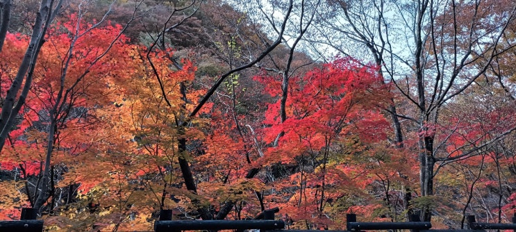  피아골