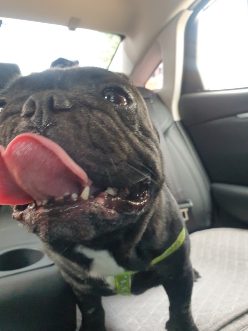 불독 종류, 성격, 털빠짐 프렌치불독 탄이의 행복한 견생 : 네이버 블로그, image size:800x1067