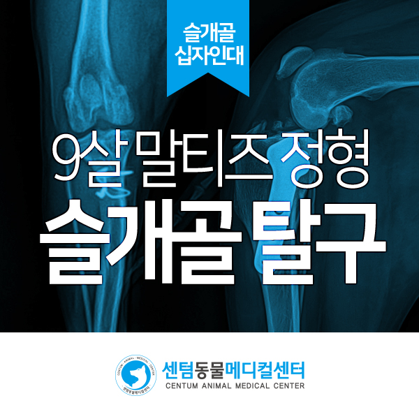 9살 말티즈 <양측 내측 슬개골 탈구> Grade 2 (센텀동물메디컬센터 수영점 강아지 수술 재활 동물병원)