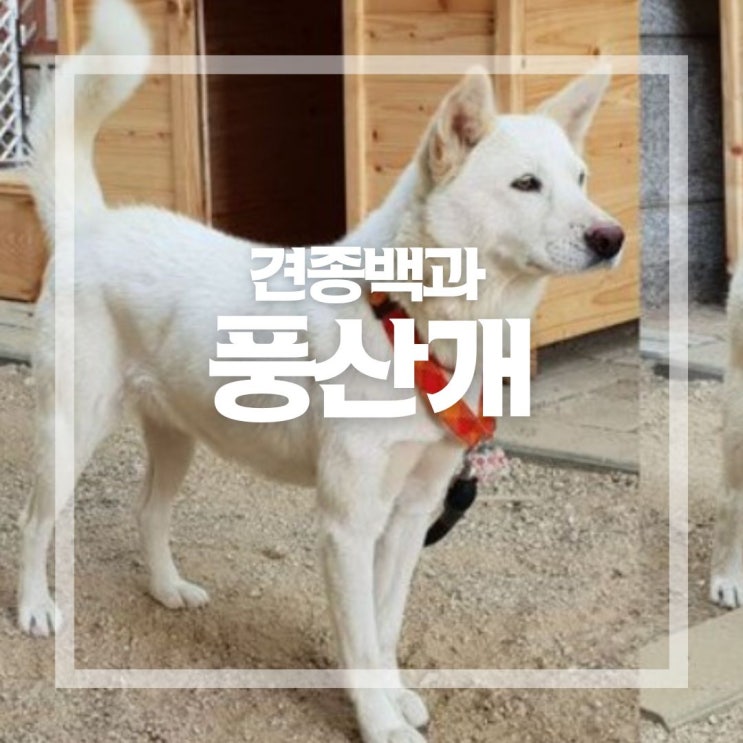  풍산개 기본 정보와 포토 그리고 최근 이슈