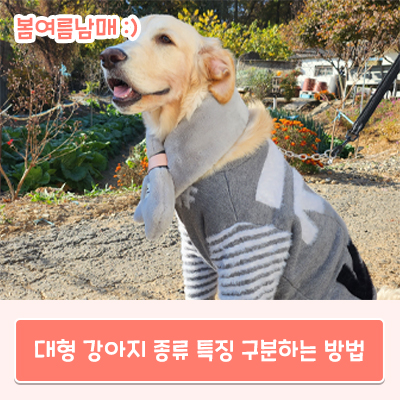  대형 강아지 종류, 특징에 따라 구분하는 방법