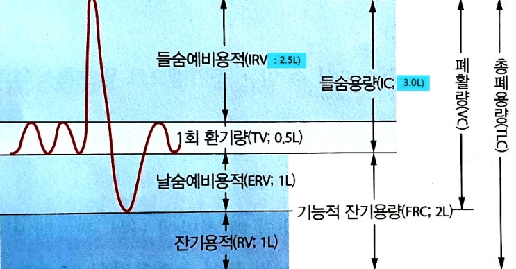  [폐 용적/용량] : 일호흡용적(TV), 예비들숨량(IRV), 예비날숨량(ERV), 잔기용적(RV), 폐활량(VC), 들숨용량(IC), 기능적 잔기용량(FRC), 총폐용량(TLC)