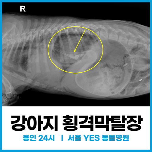 [외과] 강아지 횡격막 탈장 수술, 기력이 떨어지고 구토할 때, 복강내 장기의 흉강내 변위 현상 (용인 수원 동물병원)