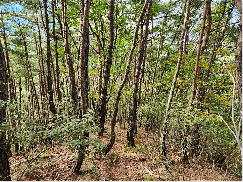 독모산 사진 4