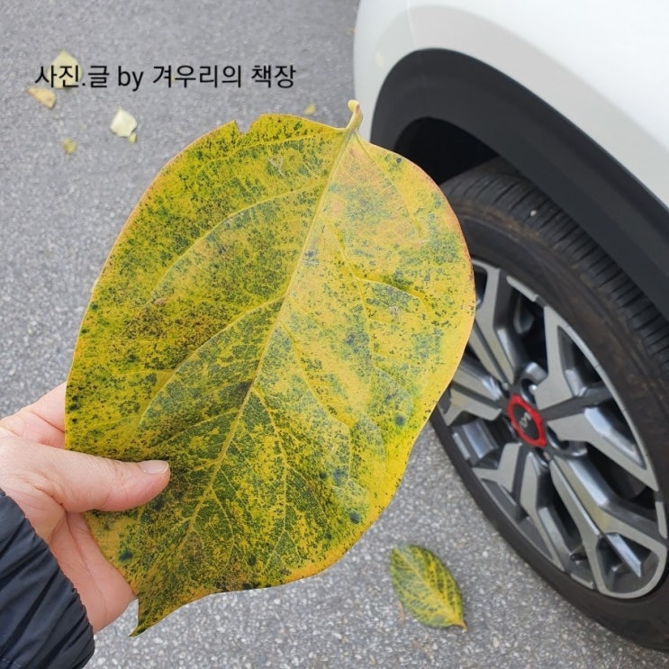  매일 운동하기. 걷기 시작