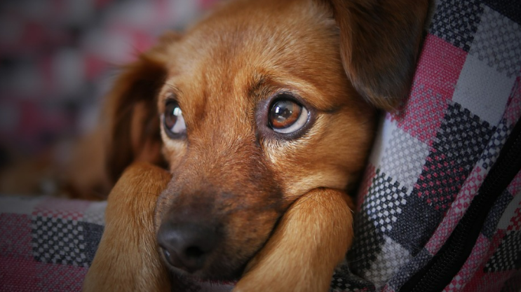 강아지 슬개골 탈구 예방법 증상, 재활, 관리법 알라 보기 하루에 딱 5분이라도 홈트!