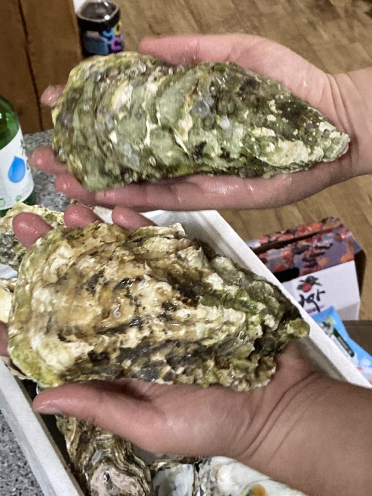 통영 굴 이순신 수산 후기~!(택배)