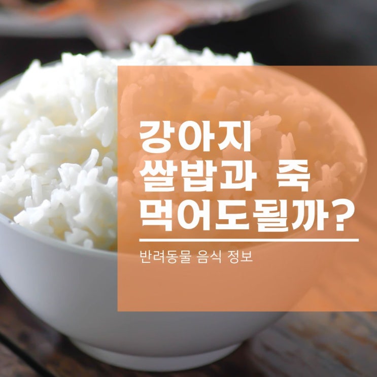  강아지 쌀밥과 죽과 누룽지, 뻥튀기까지 먹어도?