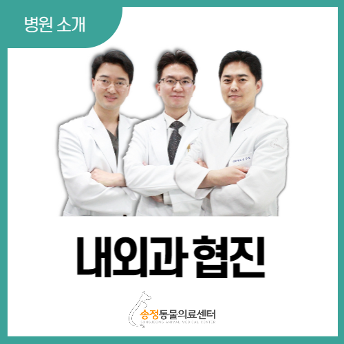  [ 내외과 협진 ] 노령견 케어, 중증 케어의 최고를 위한 협진 진료(경기 광주 성남 동물병원)