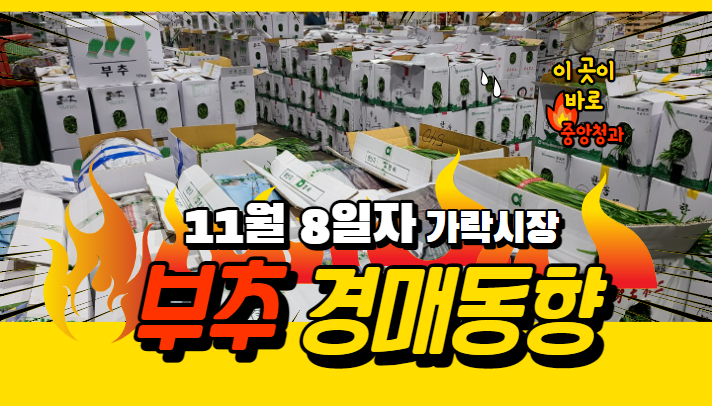 [경매사 일일보고] 11월 8일자 가락시장 "부추" 경매동향을 살펴보겠습니다!